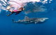Whale Shark Swim By Catamaran In Shoulder Season - thumb 6