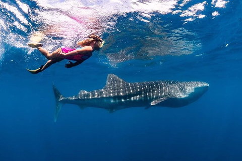 Whale Shark Swim By Catamaran In Shoulder Season - Holiday Find 6