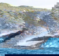 Jet Boat Whale Watching Safari from Dunsborough - Holiday Find