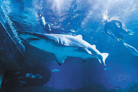 AQWA The Aquarium Of Western Australia: General Admission - Holiday Find 9