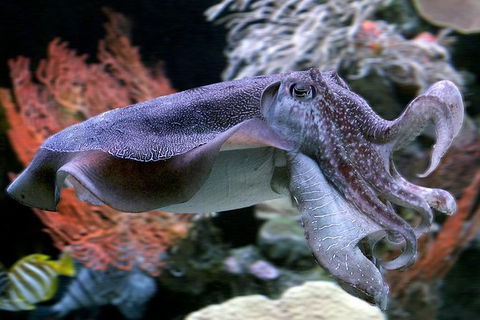 AQWA The Aquarium Of Western Australia: General Admission - Holiday Find 16