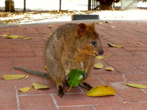 Rottnest Island With Bike Hire From Perth Or Fremantle - Holiday Find 12