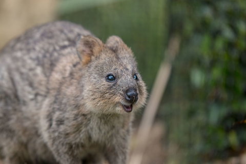 Rottnest Island With Bike Hire From Perth Or Fremantle - Holiday Find 9
