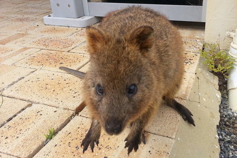 Wave Rock, Pinnacles And Rottnest One Day Aeroplane Tour - Holiday Find 1