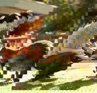 Very Best of Perth Tour - Wildlife Park  City Highlights Tour - Holiday Find