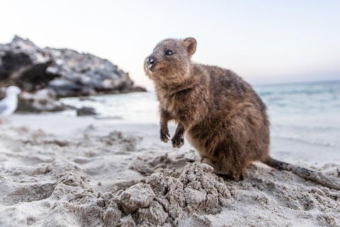 Rottnest Island All-Inclusive Grand Island Tour From Fremantle - Holiday Find 3