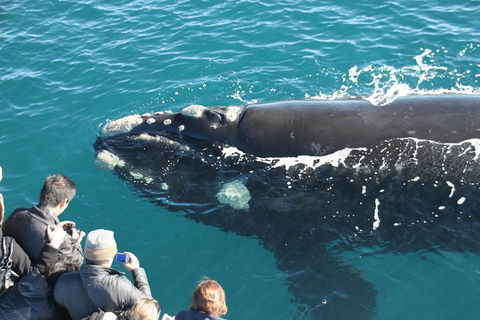 Augusta Whale Watching Eco Tour - Holiday Find 2