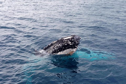 Augusta Whale Watching Eco Tour - Holiday Find 5