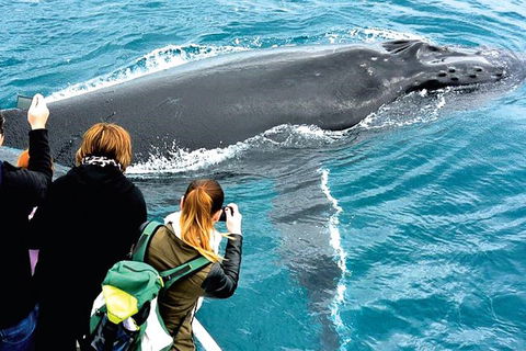 Augusta Whale Watching Eco Tour - Holiday Find 3