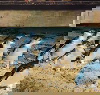 Half Day Phillip Island Penguin Parade PLUS Tour - Holiday Find