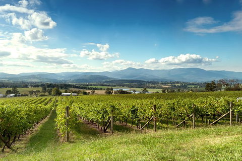 Yarra Valley Icons Guns Tour From Melbourne Including Lunch And Local Guide - Holiday Find 1
