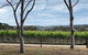 Yarra Valley Wine Tour Inc Lunch With A Glass Of Wine, Tastings And Chocolate - thumb 11