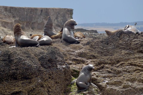 Phillip Island Wildlife Cruise With Optional Penguin Parade And 3 Park Pass - Holiday Find 1