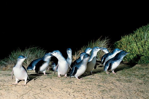 Penguins Walks And Wildlife In The Wild - Holiday Find 0