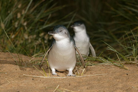 Phillip Island Penguin Highlights Day-Trip From Melbourne - Holiday Find 0