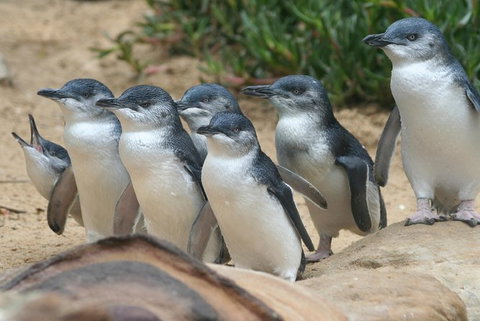 Phillip Island Penguin Highlights Day-Trip From Melbourne - Holiday Find 10
