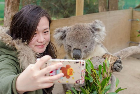 Phillip Island Penguin Highlights Day-Trip From Melbourne - Holiday Find 16