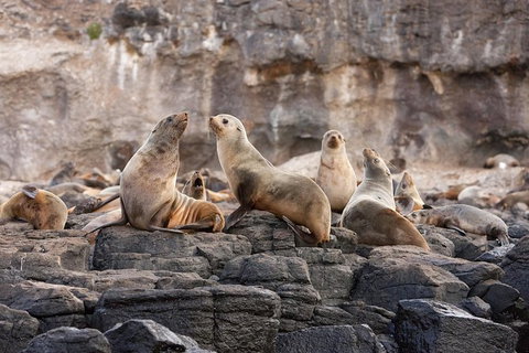 Phillip Island Penguin Highlights Day-Trip From Melbourne - Holiday Find 4