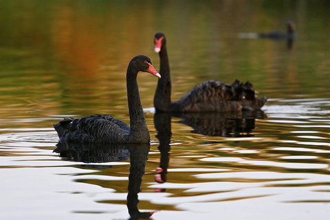 Phillip Island Penguin Highlights Day-Trip From Melbourne - Holiday Find 6