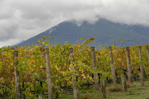 Yarra Valley Public Winery Tours - Holiday Find 4