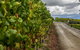 Yarra Valley Public Winery Tours - thumb 18