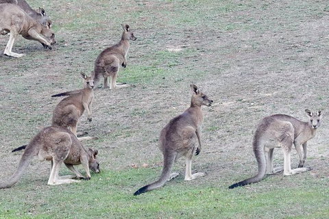 Yarra Valley Public Winery Tours - Holiday Find 13