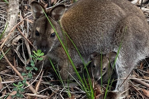 Wineglass Bay Explorer Active Day Trip From Launceston - Holiday Find 21