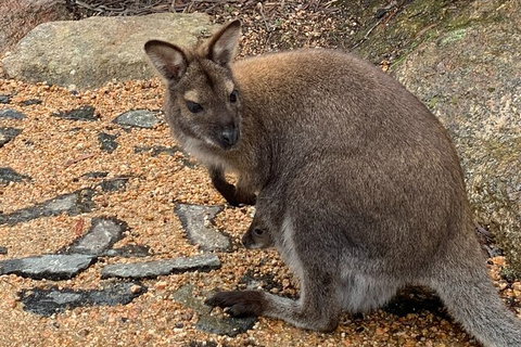 Wineglass Bay Explorer Active Day Trip From Launceston - Holiday Find 20