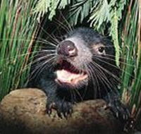 Hobart Shore Excursion Half Day Bonorong Wildlife Park with Richmond Tour - Holiday Find