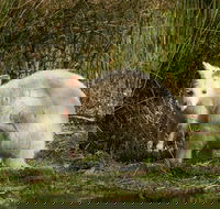 Bruny Island premium private photo-oriented day tour from Hobart - Holiday Find