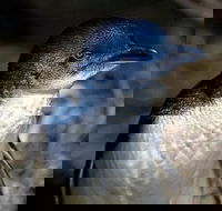 Bonnet Island Experience departing from Strahan - Holiday Find