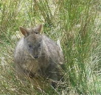Leven Canyon Day Trip Including Wings Wildlife Park or Gunns Plains Caves from Devonport Ulverstone or Burnie - Holiday Find