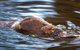 Wild-Platypus 2 Hour Wildlife Tour - thumb 0