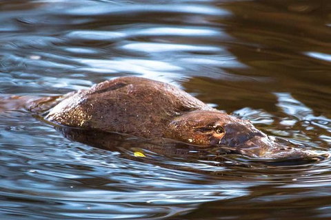 Wild-Platypus 2 Hour Wildlife Tour - Holiday Find 0