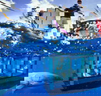 White Shark Tour with Optional Cage Dive from Port Lincoln - Holiday Find