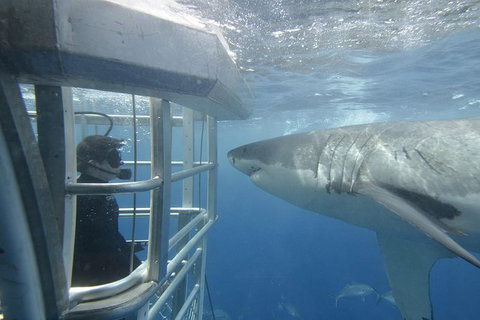 White Shark Tour With Optional Cage Dive From Port Lincoln - Holiday Find 2