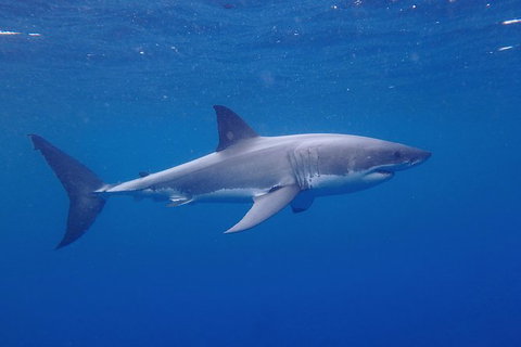 White Shark Tour With Optional Cage Dive From Port Lincoln - Holiday Find 5