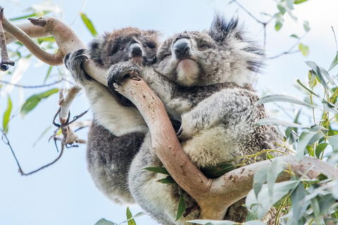 Adelaide To Melbourne 3-Day Trip Through Grampians And Great Ocean Road - Holiday Find 1