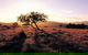 Adelaide To Coober Pedy 7 DAY SMALL GROUP 4WD SAFARI - thumb 0
