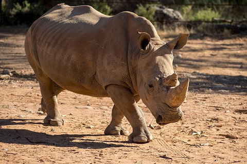 Rhino Interactive And A Day At Monarto Safari Park - Holiday Find 1