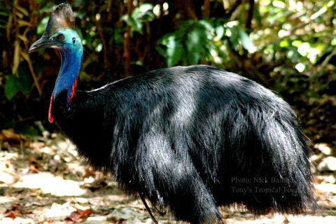 Daintree Rainforest, Cape Tribulation, Mossman Gorge In A Day - Holiday Find 1