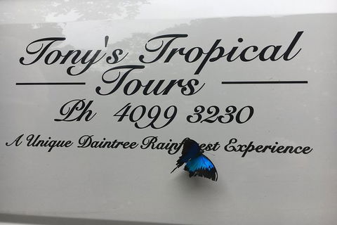 Daintree Rainforest, Cape Tribulation, Mossman Gorge In A Day - Holiday Find 7