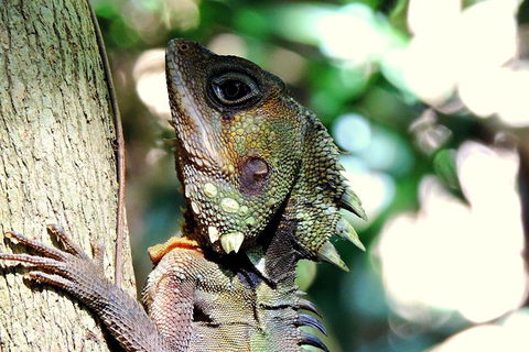 Daintree Rainforest, Cape Tribulation, Mossman Gorge In A Day - Holiday Find 8