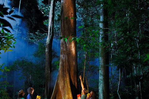 Daintree Rainforest Night Walk From Cape Tribulation - Holiday Find 1