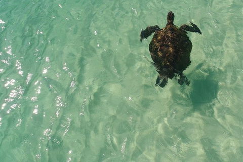 Eco Marine Safari - Boom Netting & Snorkeling Moreton Island - Fortitude Valley - Holiday Find 5