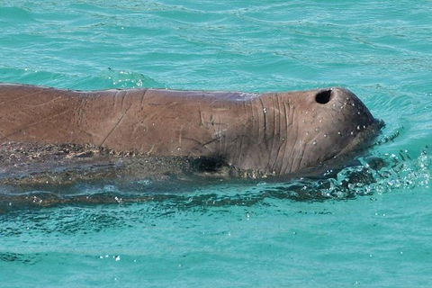 Eco Marine Safari - Boom Netting & Snorkeling Moreton Island - Fortitude Valley - Holiday Find 7