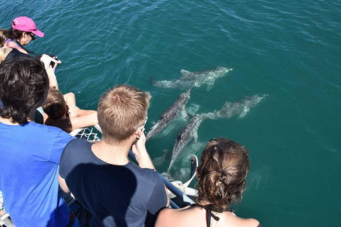 Eco Marine Safari - Boom Netting & Snorkeling Moreton Island - Fortitude Valley - Holiday Find 4