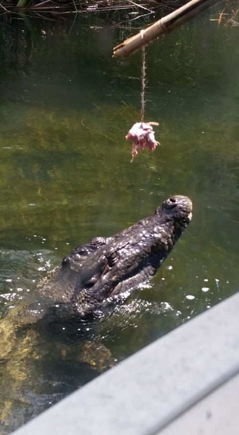Hartley's Crocodile Adventures Day Trip From Cairns - Holiday Find 11
