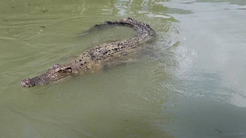 Hartley's Crocodile Adventures Day Trip From Cairns - Holiday Find 10