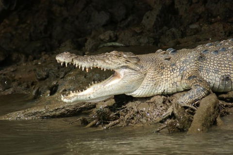 Daintree River Cruise - Holiday Find 1